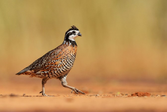 A bobwhite quail in South Texas.
