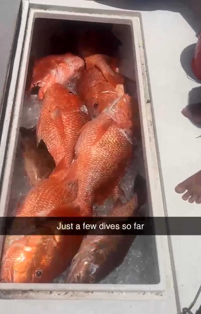 A fish box full of snapper.