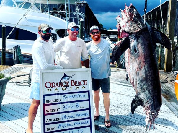 A swordfish that was bitten by a shark.