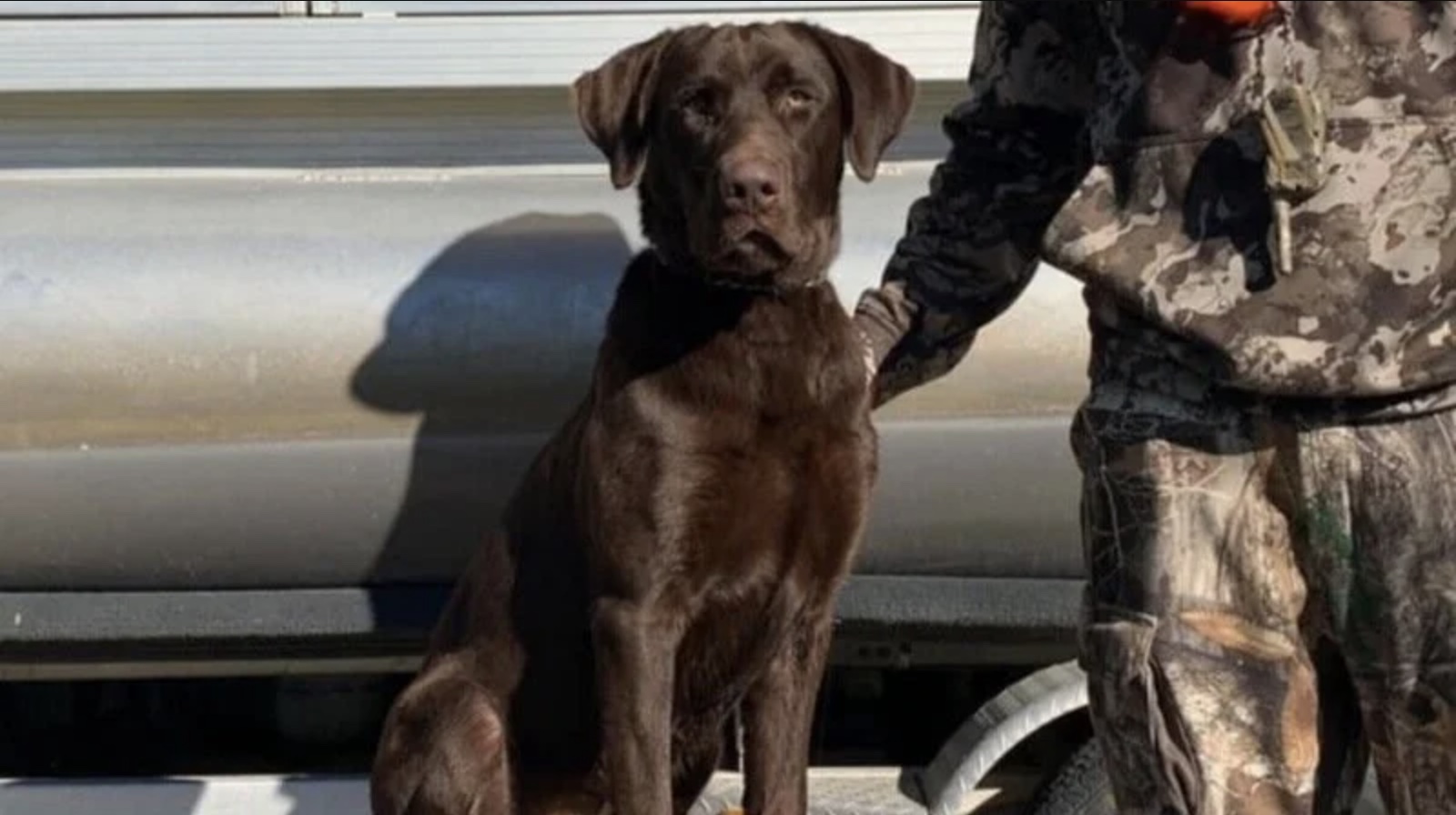 A chocolate Lab was beaten by his owner, a 15 year old.