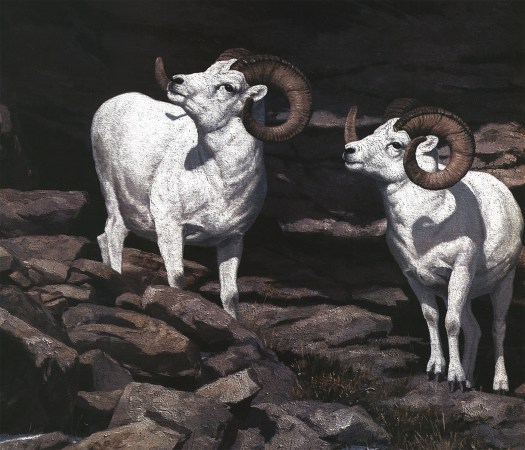 A pair of Dall sheep illustrated.