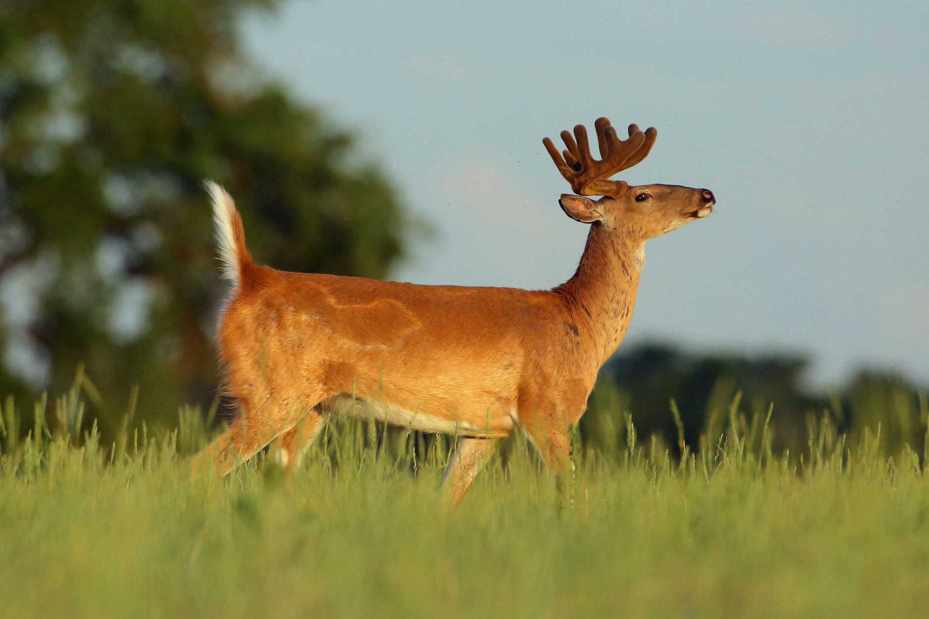 Feds to Try Paying Hunters to Use Non-Lead Ammo on Certain Wildlife Refuges