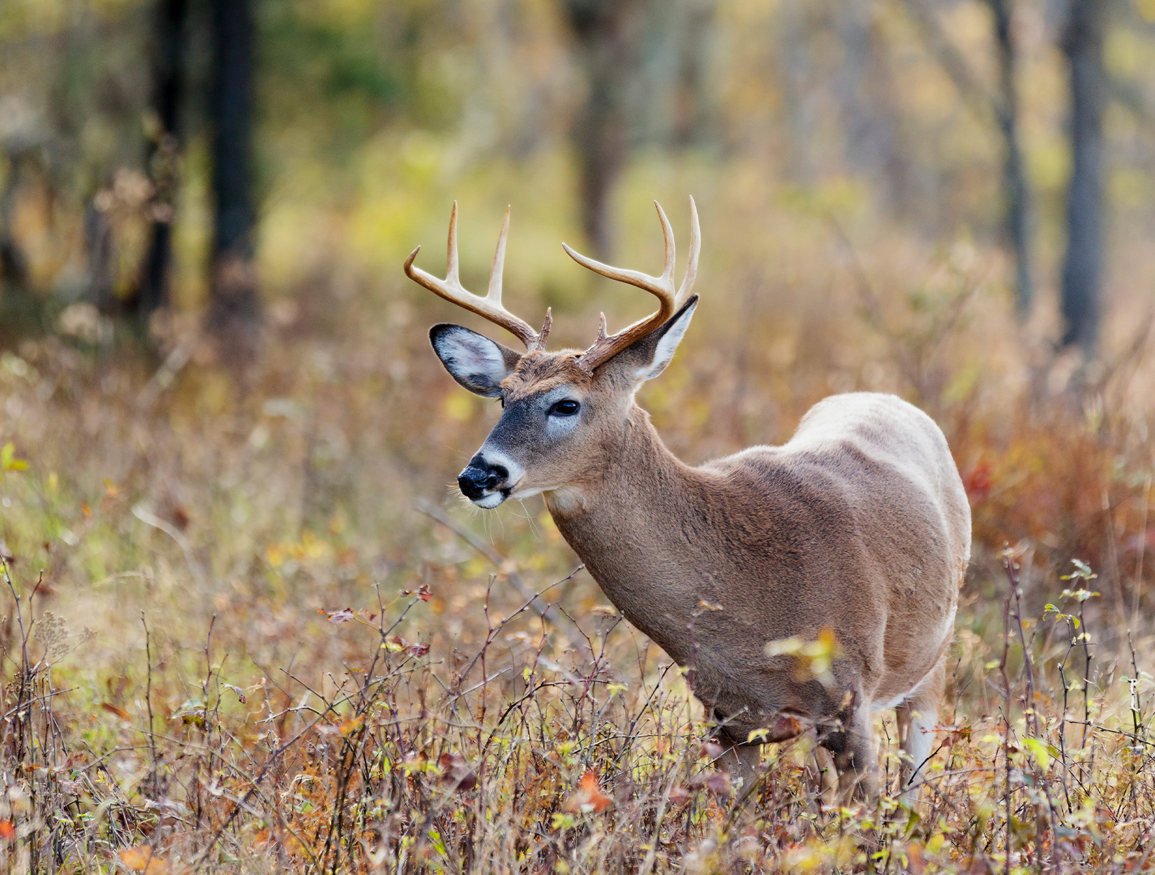 Feds to Attempt Paying Hunters to Use Non-Lead Ammo on Sure Wildlife Refuges