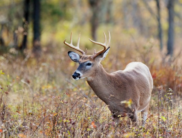 A whitetail buck in the woods.