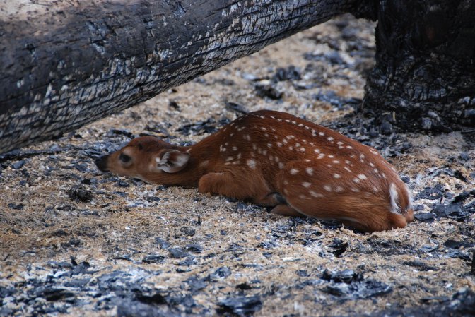 A young deer fawn lying in a prescribed burn area.
