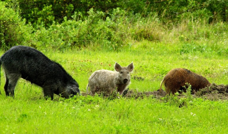 A trio of feral hogs disturb the soil.