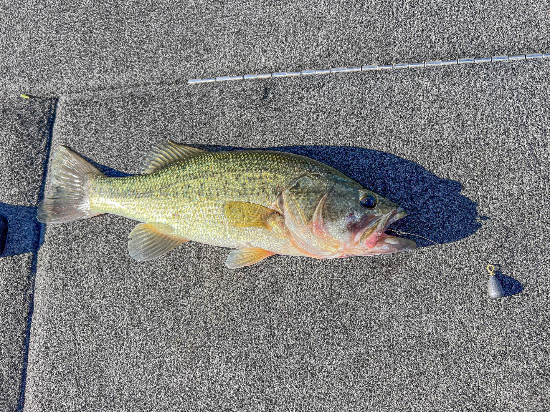 The author caught this bass with a free rig. 