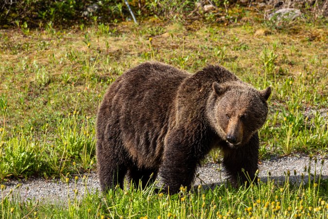 A grizzly bear in a meadow.