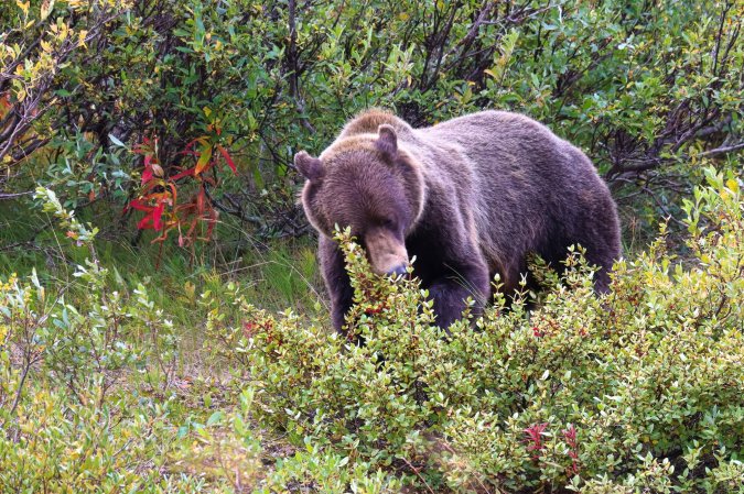 A grizzly bear standing and eating berries off a bush.