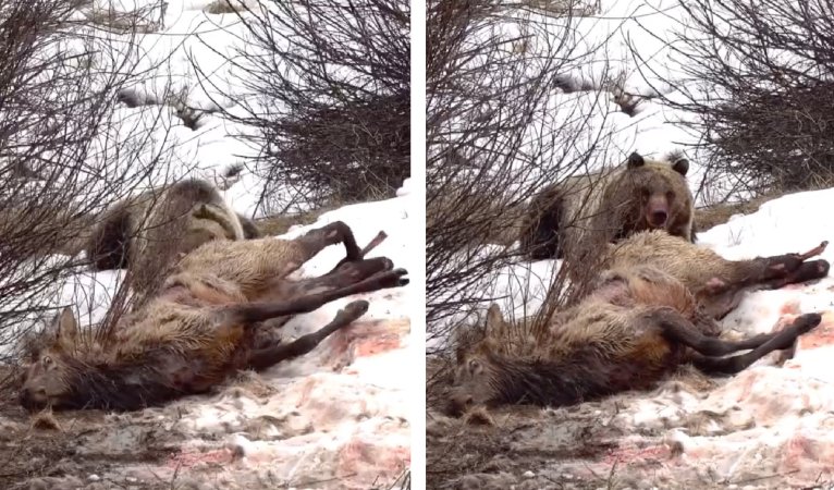 A grizzly bear eats an elk.