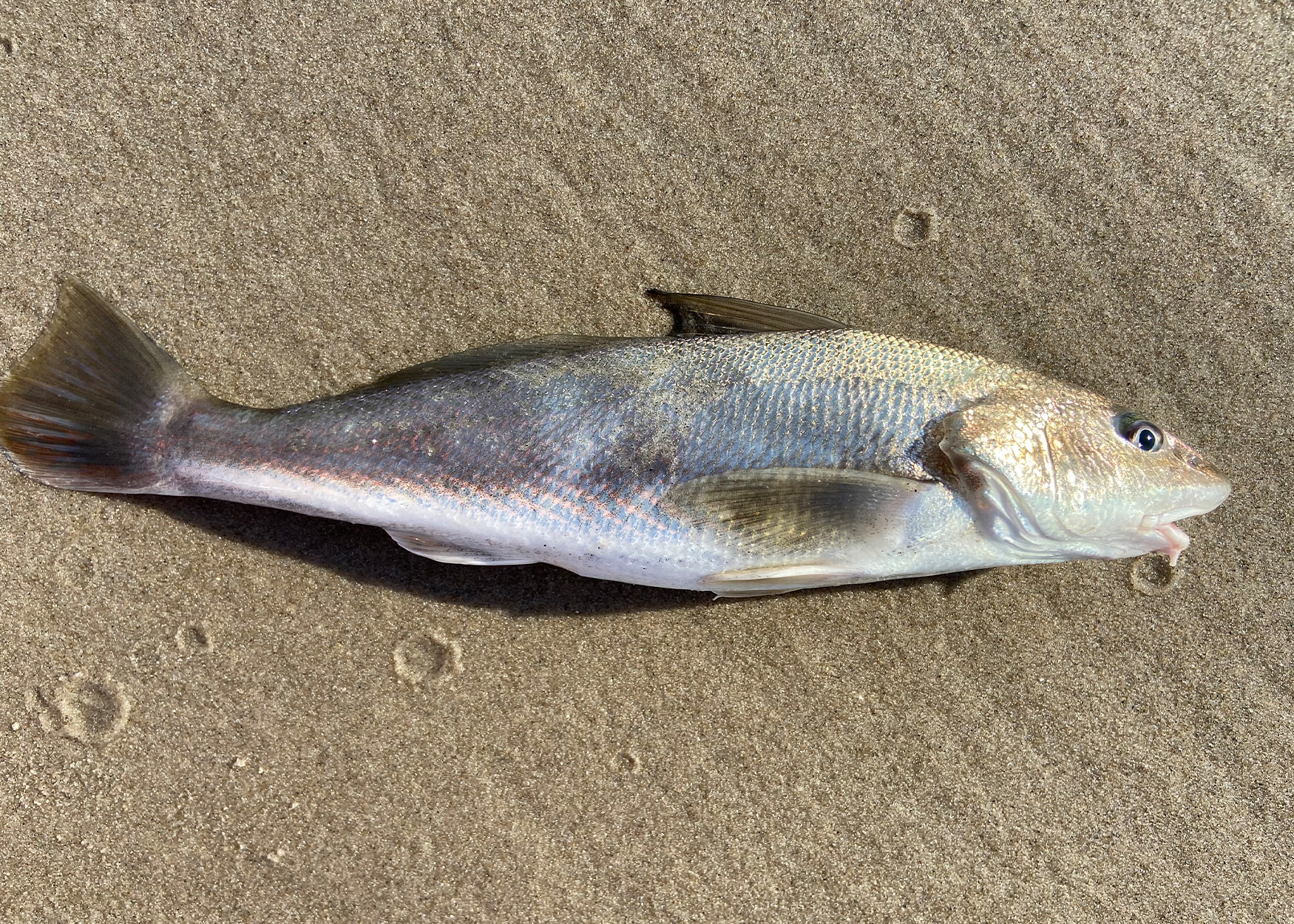 A kingfish in the sand.