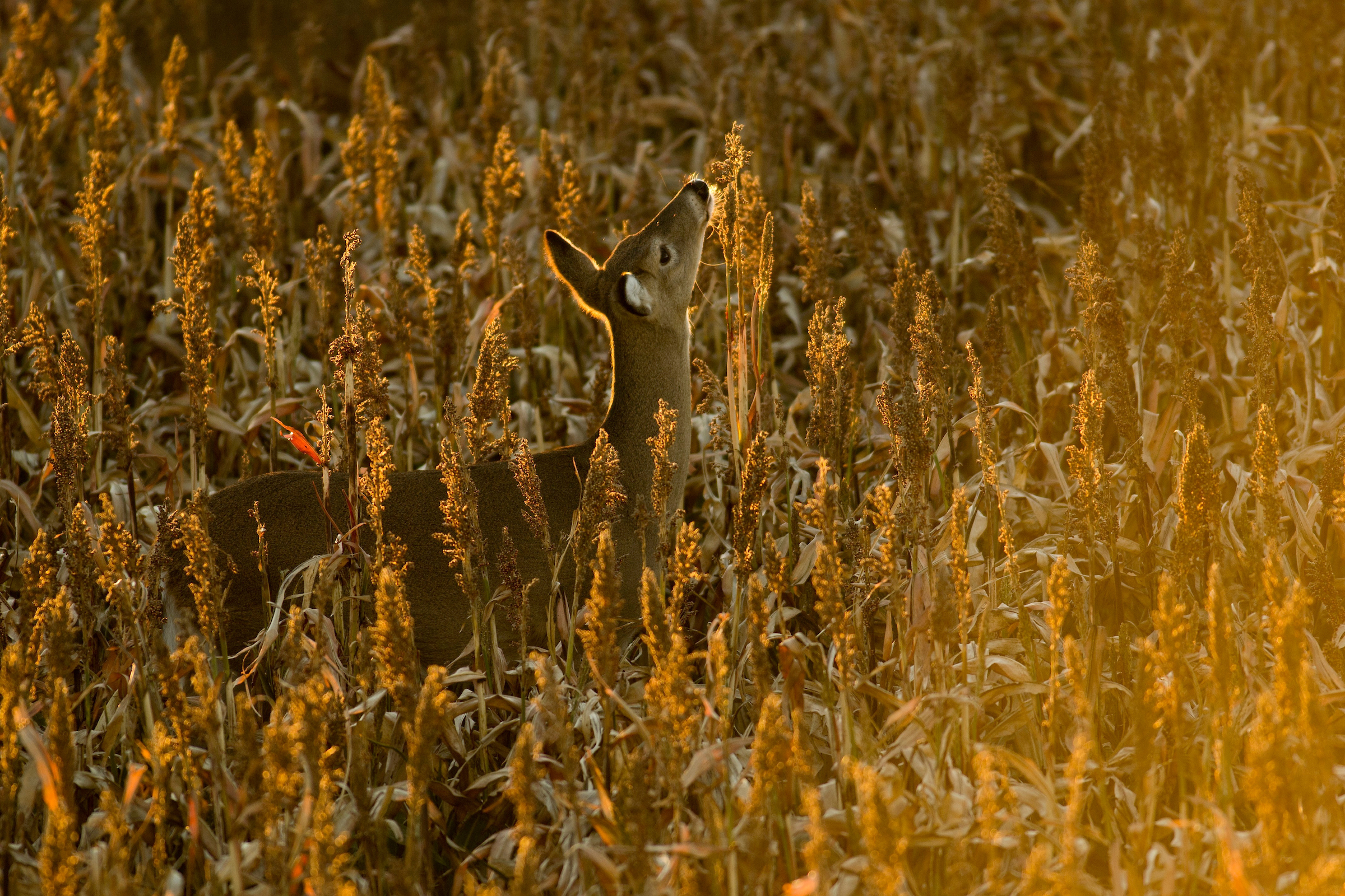 whitetail deer