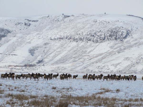 A large elk herd on private land.