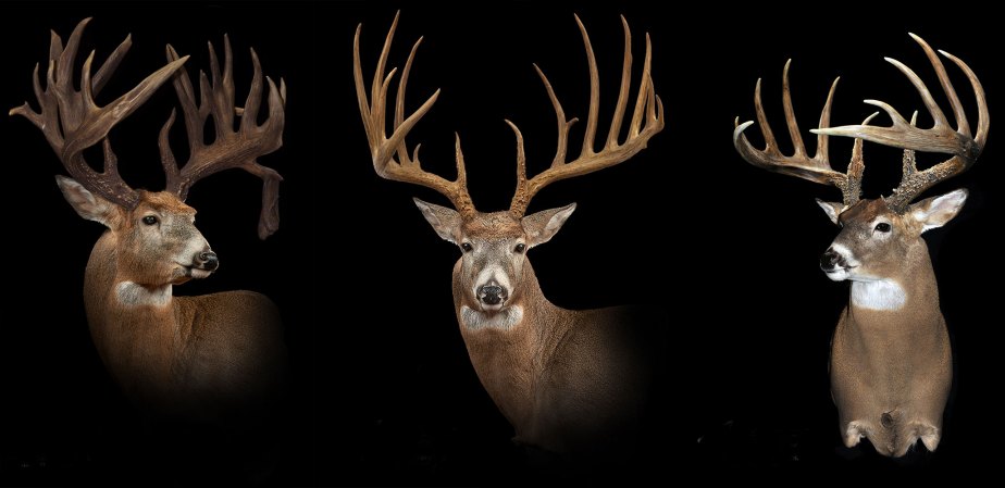 mystery bucks