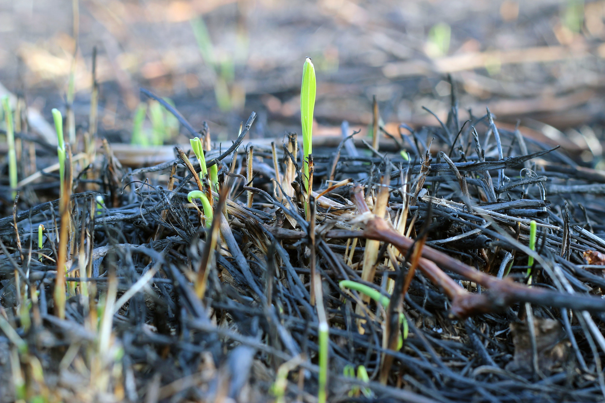 Forage popping up after a prescribed fire.