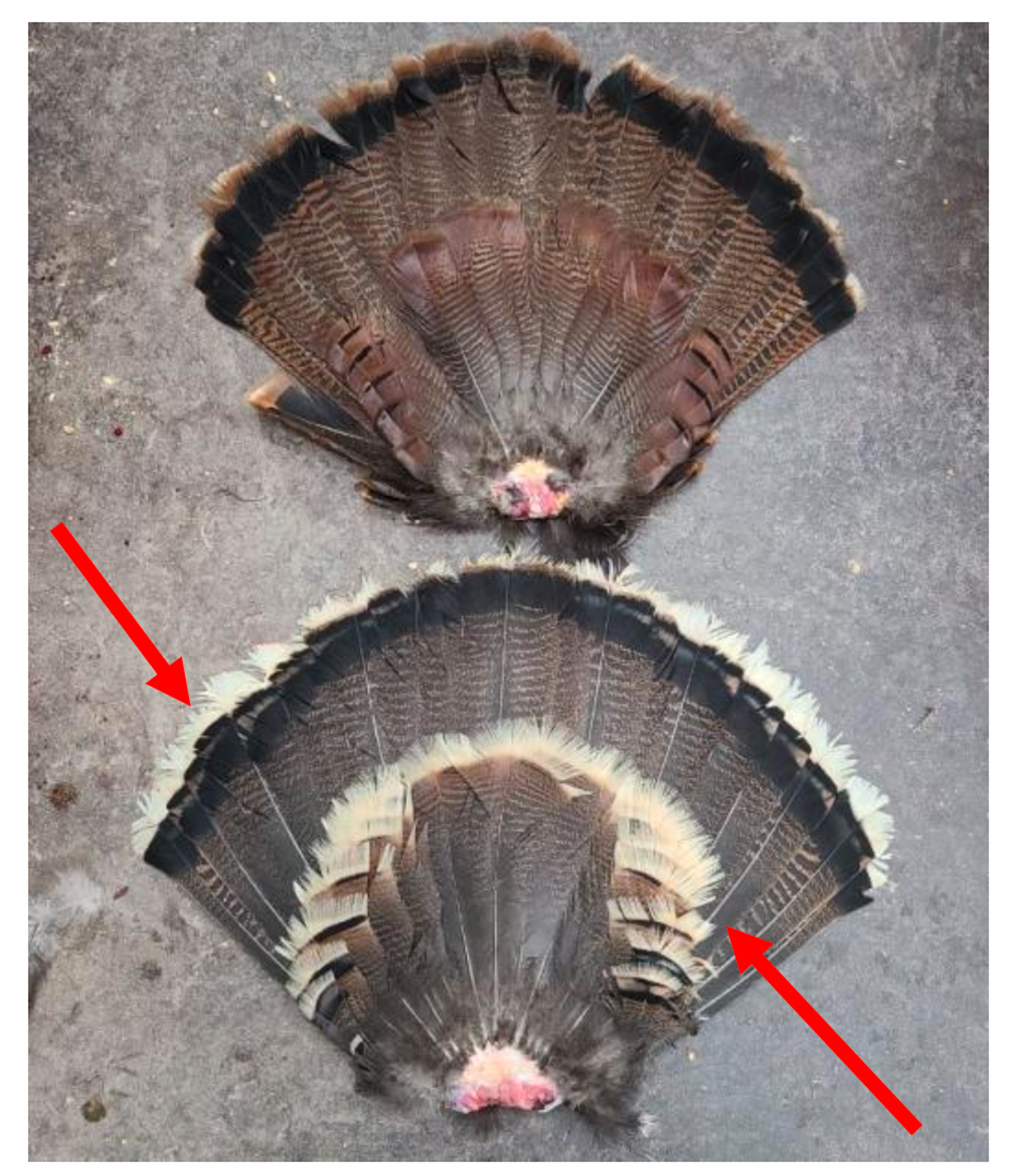 An Osceola turkey fan compared to a domestic turkey.