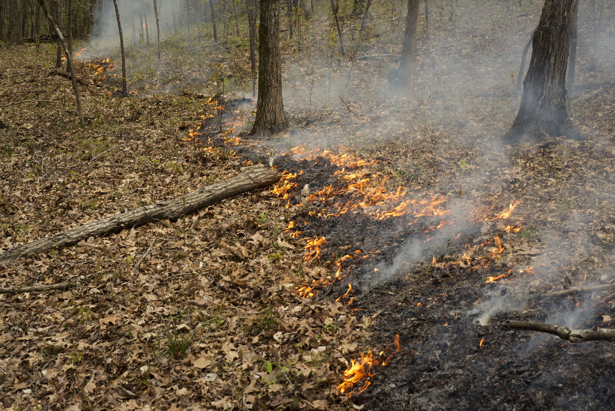 Growing season burn doesn't harm fawns.