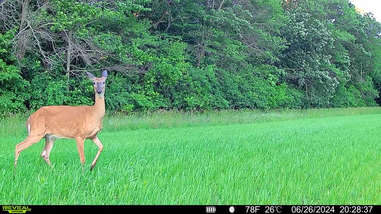 A photo of a deer in a field taken with the tactacam reveal cellular trail camera