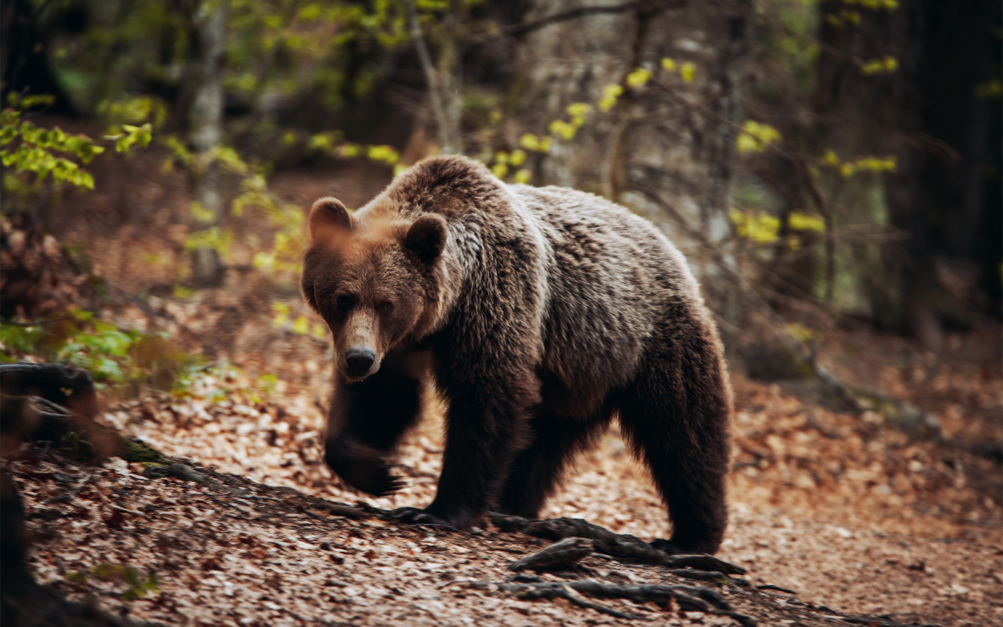 Romania to Cull Hundreds of Brown Bears After Fatal Attack on Hiker