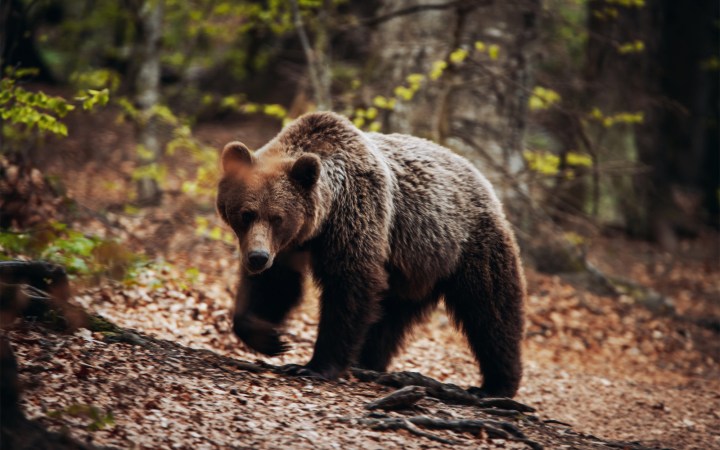 A bear in a forest in Romania.