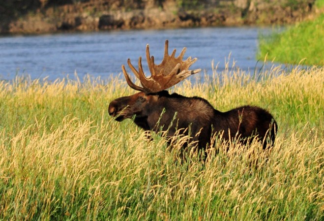 A bull moose in velvet.