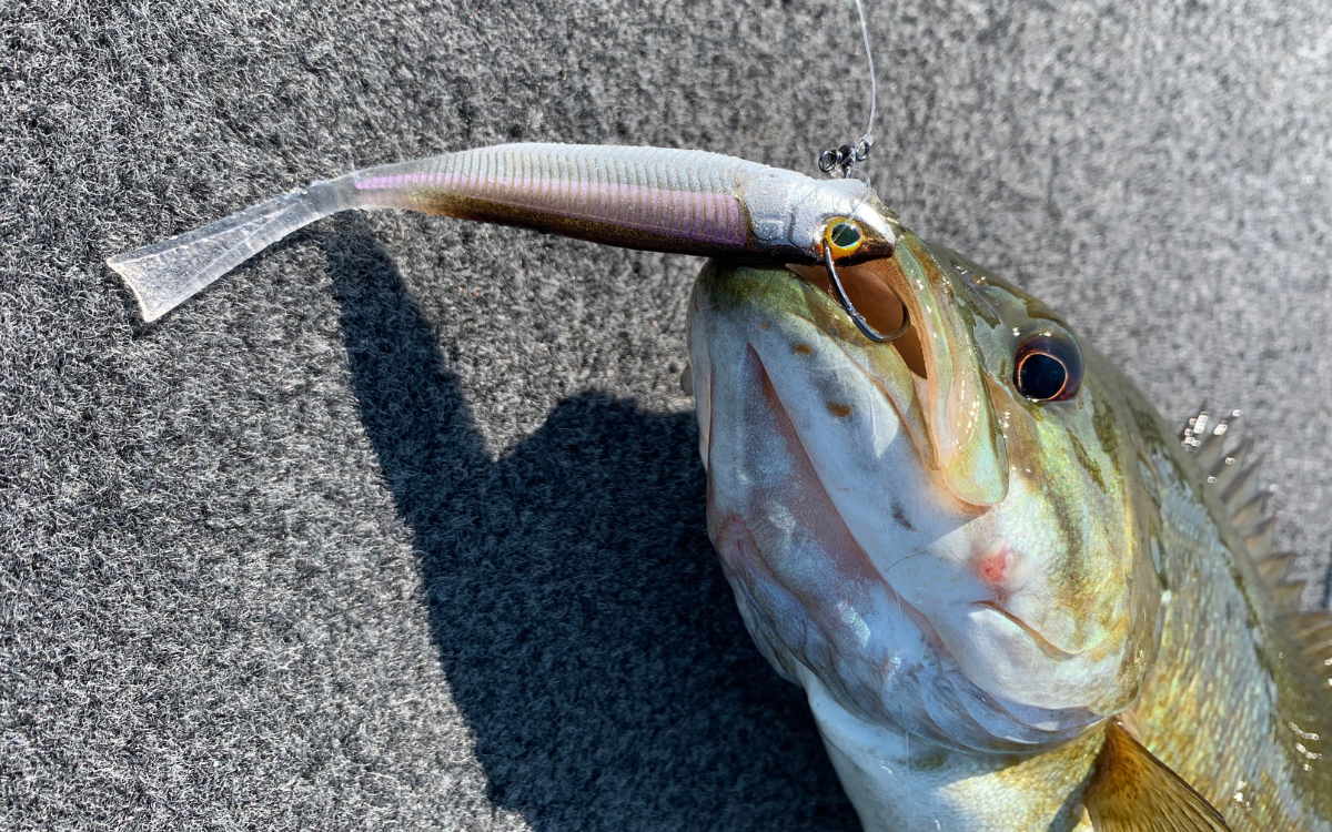 The author caught this smallmouth bass on the Drift Fry during a trip to Lake Champlain.