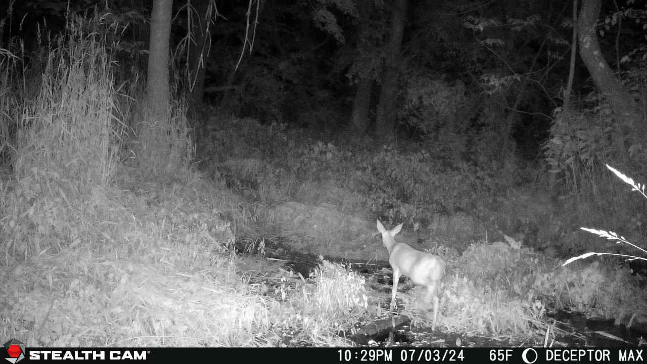 The Stealth Cam Deceptor max cellular trail camera takes incredible night photos.