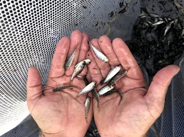 A biologist handles red drum fingerlings.