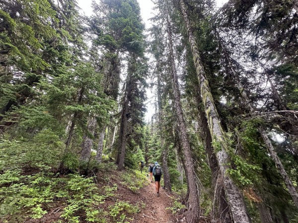 Three hikers using ultralight gear trek through the woods.