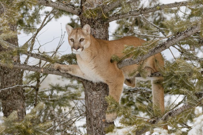 A mountain lion in a tree.