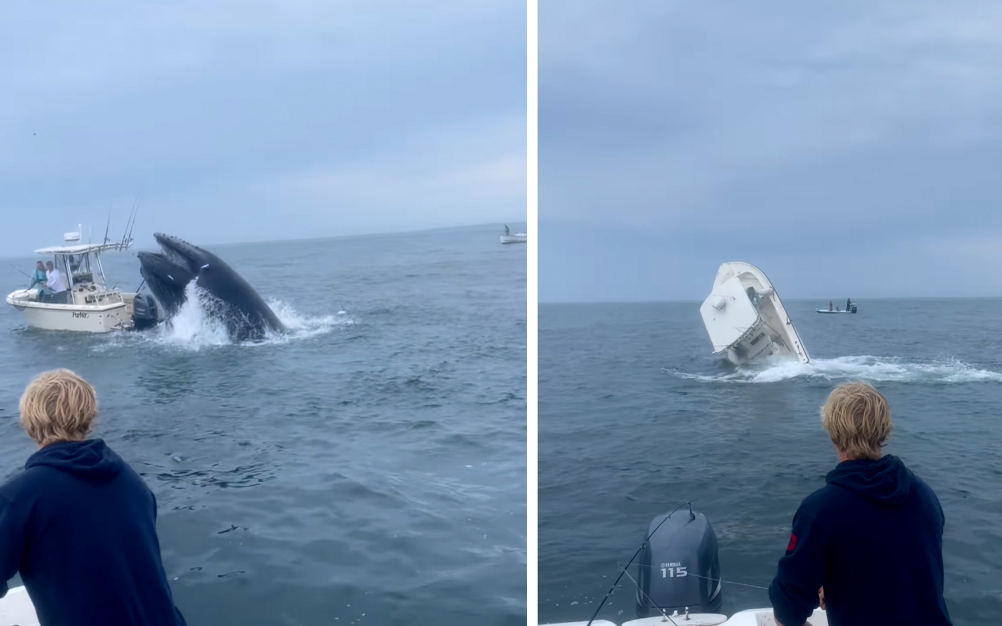 Watch: Whale Capsizes Boat, Launches Fishermen into the Ocean