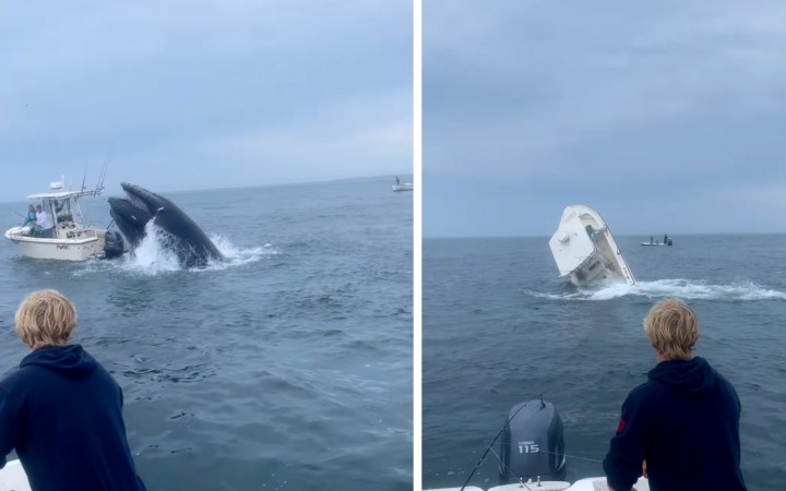 A breaching whale lands on a boat.