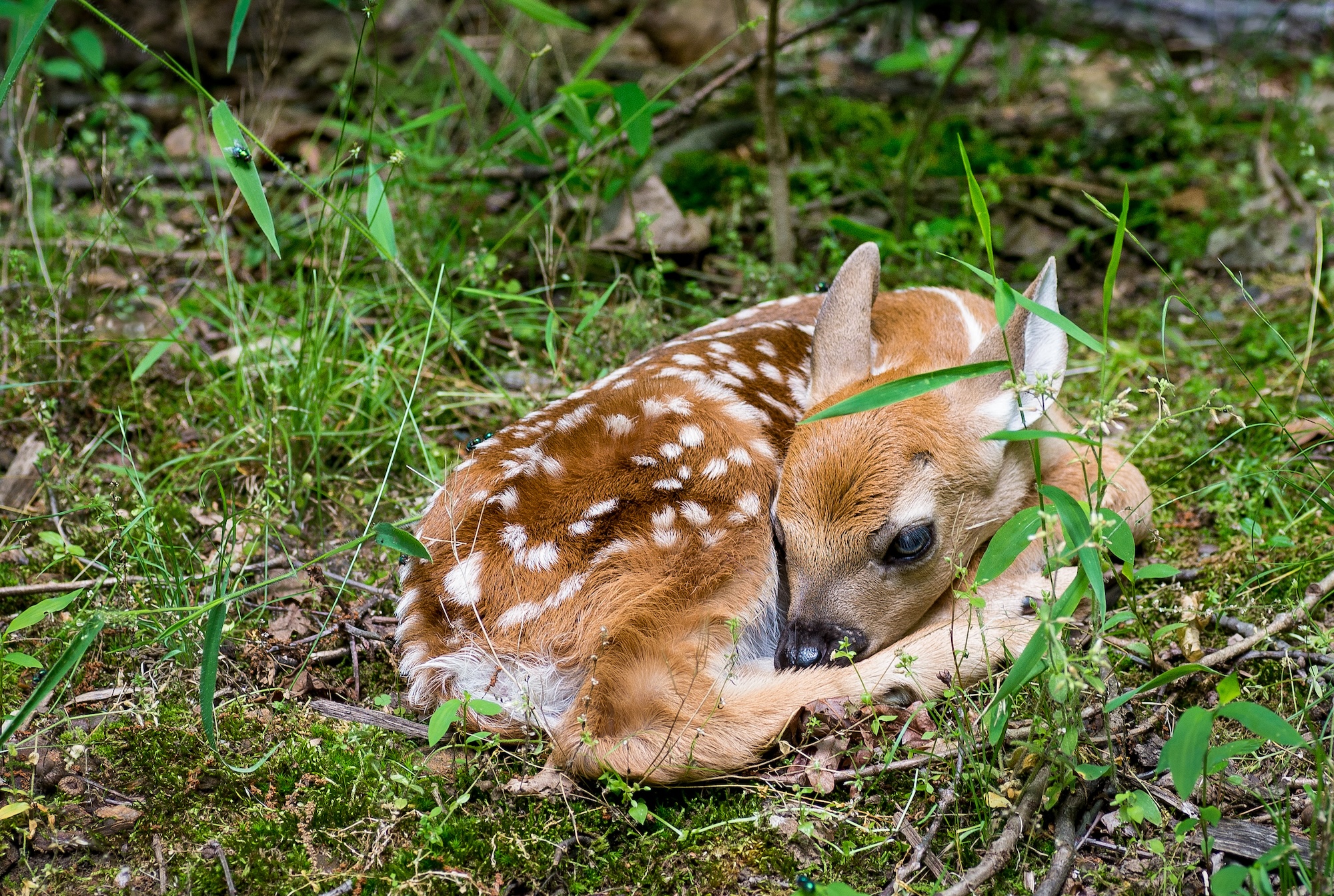 A fawn waiting for its mother to return.