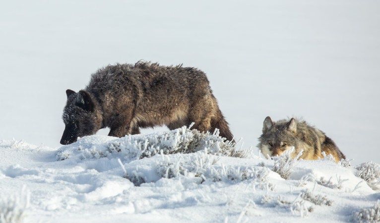 Yellowstone wolves