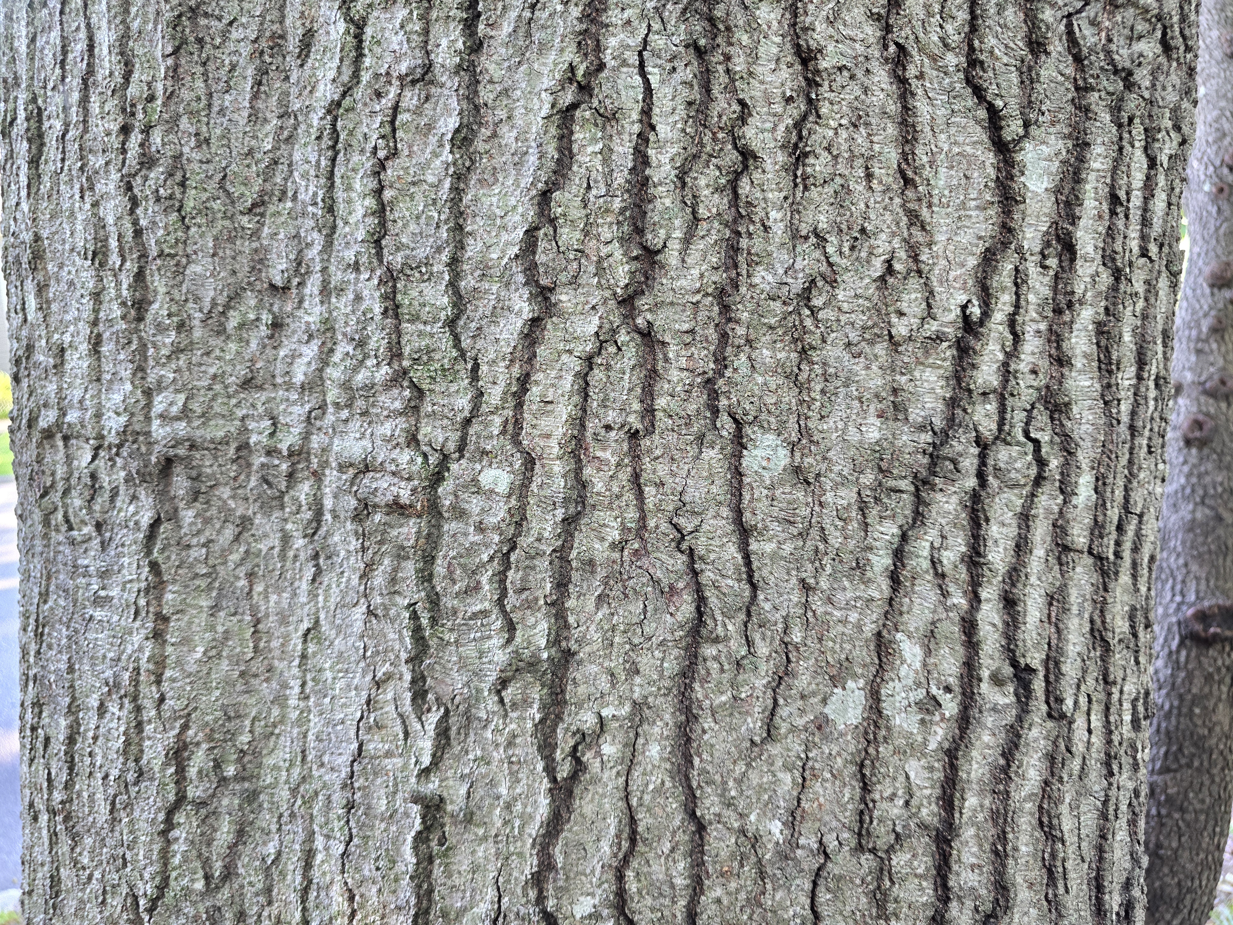 A close up photo of the bark on a willow oak tree. Willow oaks are a type of red oak tree.