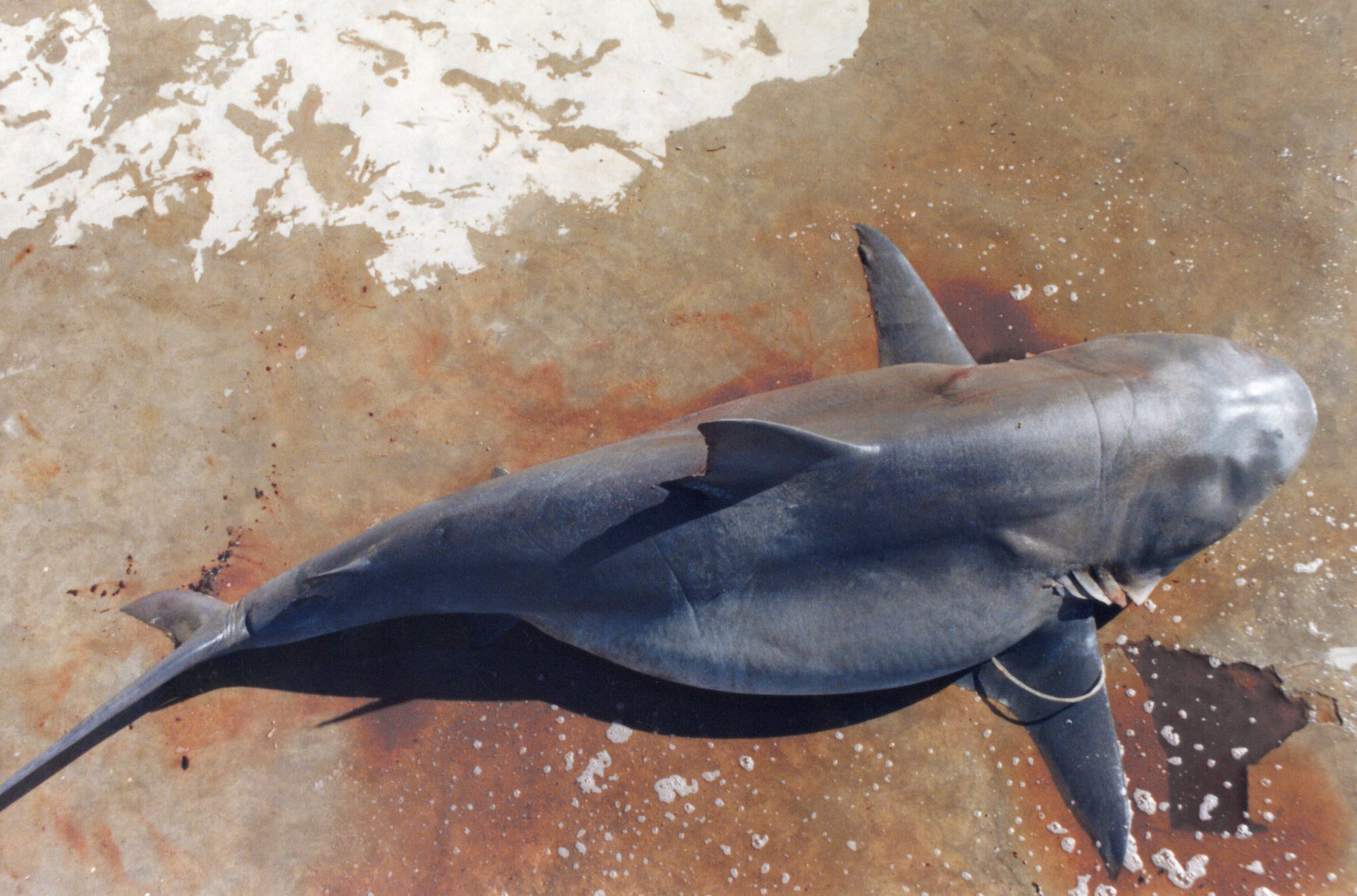 A dead bull shark on a beach.