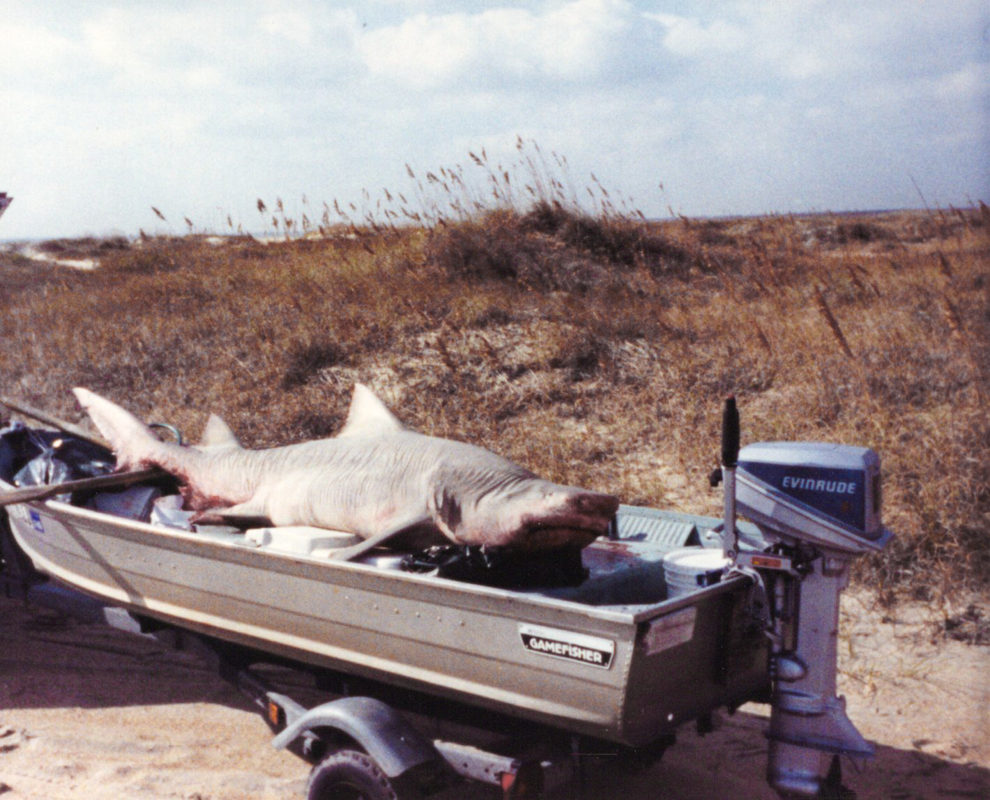 A big lemon shark sits in a john boat at the beach.