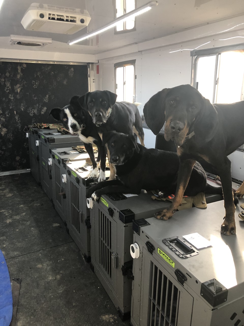 Dogs on a row of kennels