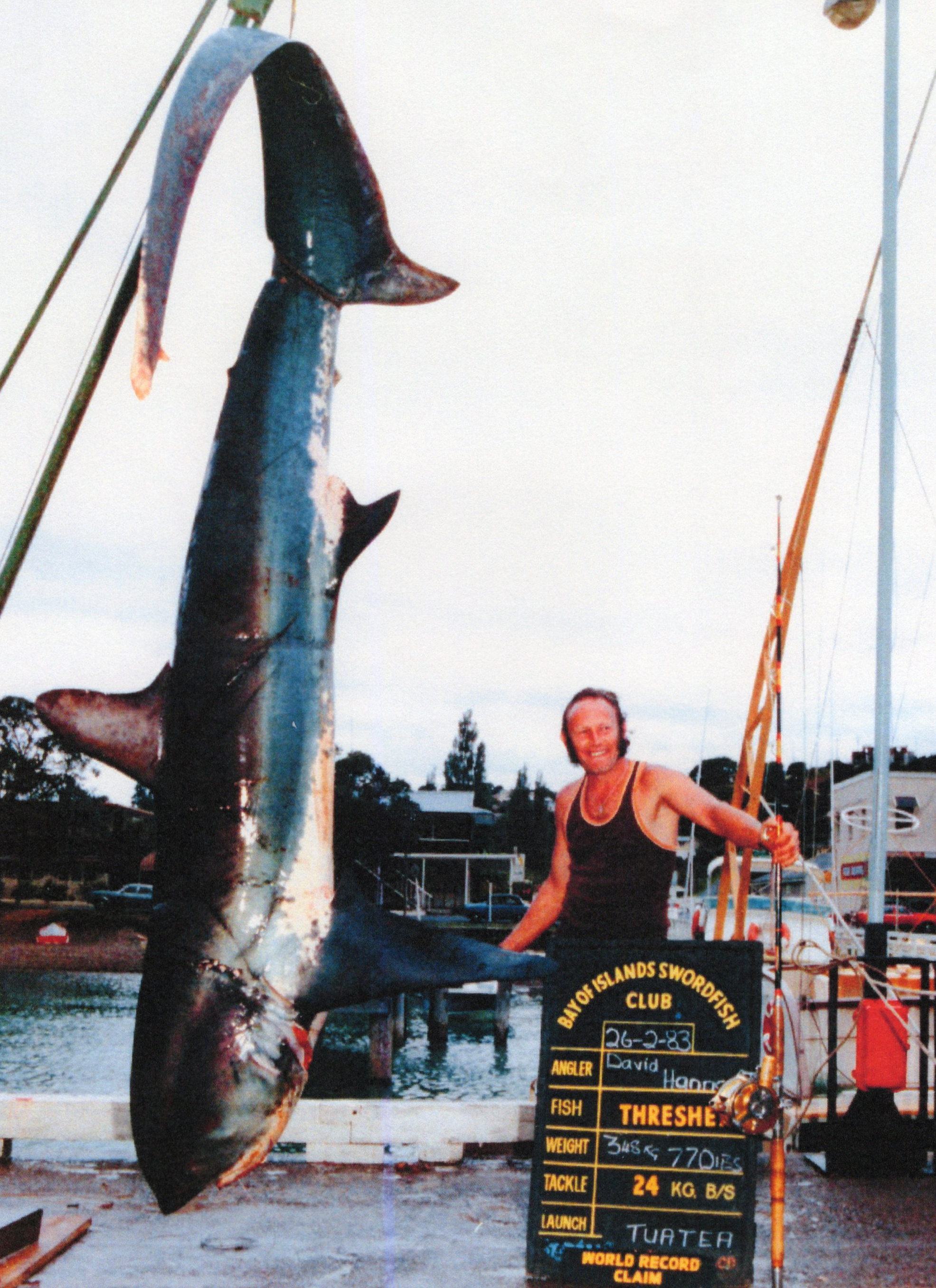 The world-record thresher shark hangs up at the dock.