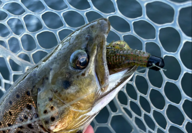 bass lure trout