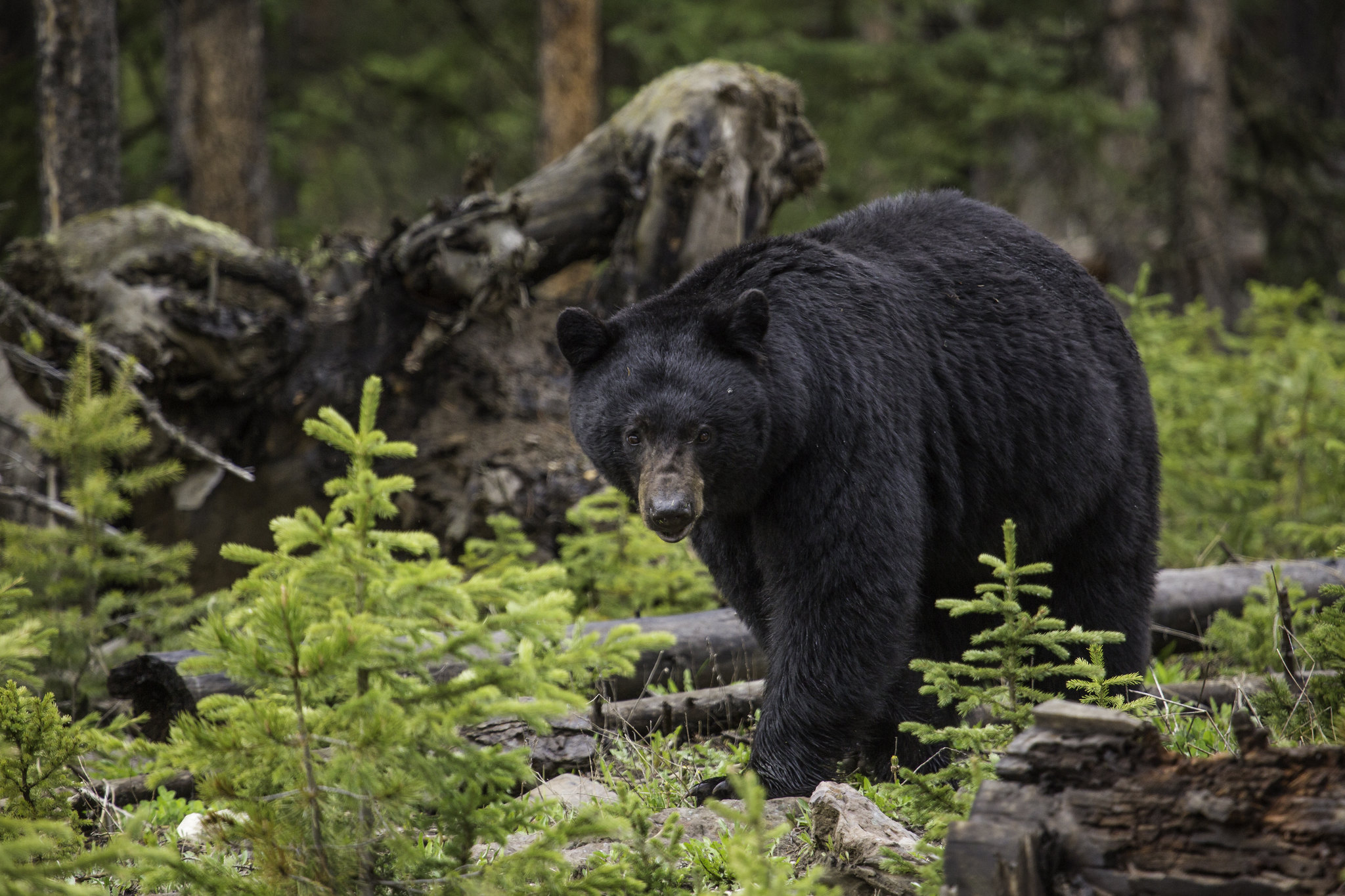 black bear walks through the woods