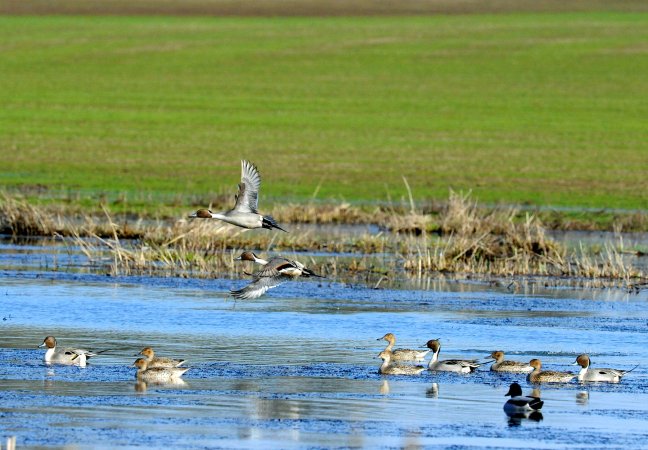 A flock of pintails on a California wetland.