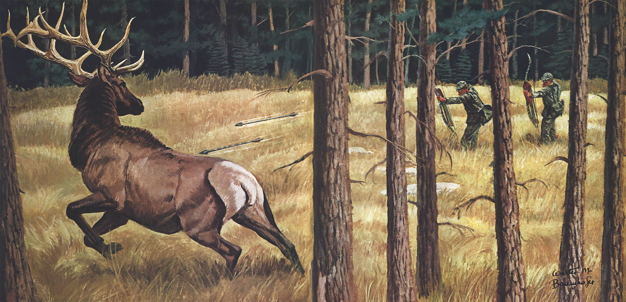 An illustration from Outdoor Life of two bowhunters shooting a bull.