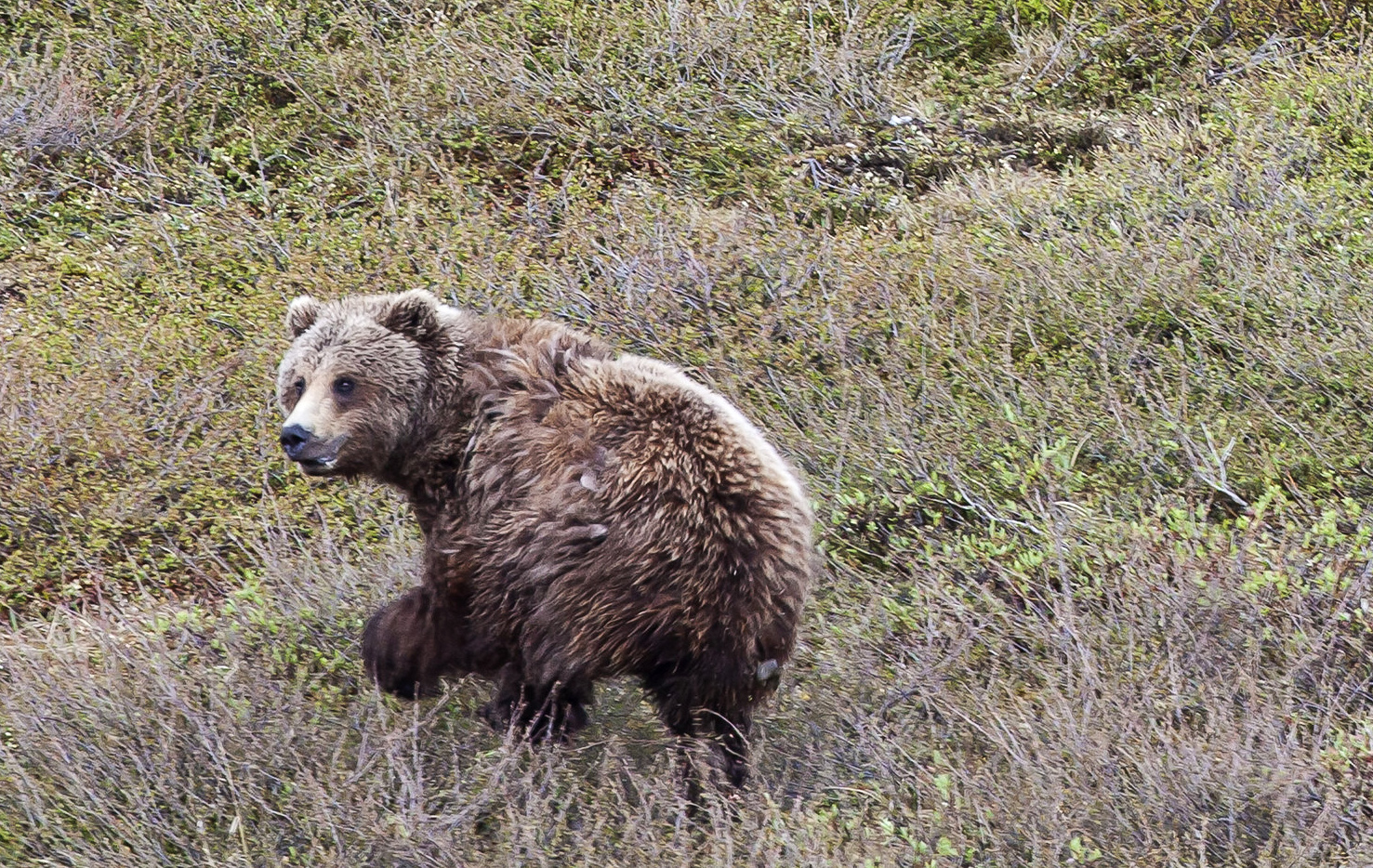 A brown bear turns to look at something.