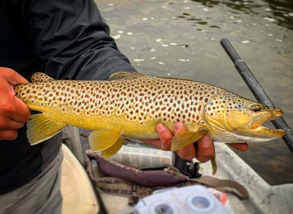 Angler holds brown trout in a drift boat.