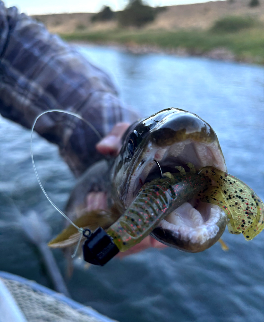 A close-up of a brown trout with a bass lure in its mouth.