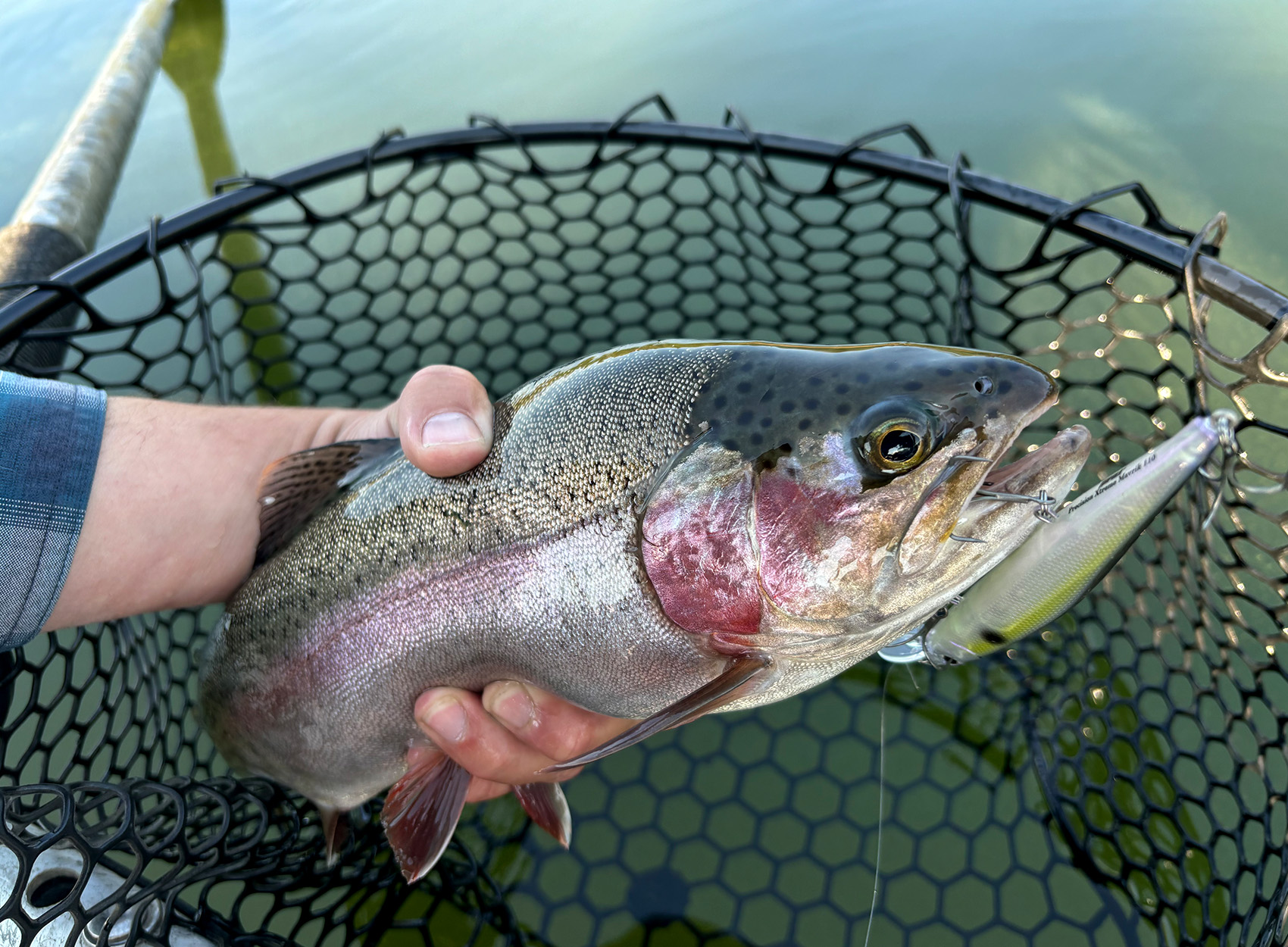 A rainbow trout with a crankbait hanging out of its jaw.