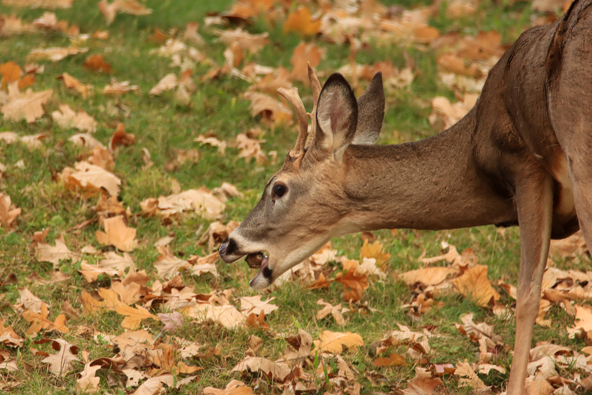 A deer eats an acorn. Do they prefer red oak vs white oak acorns