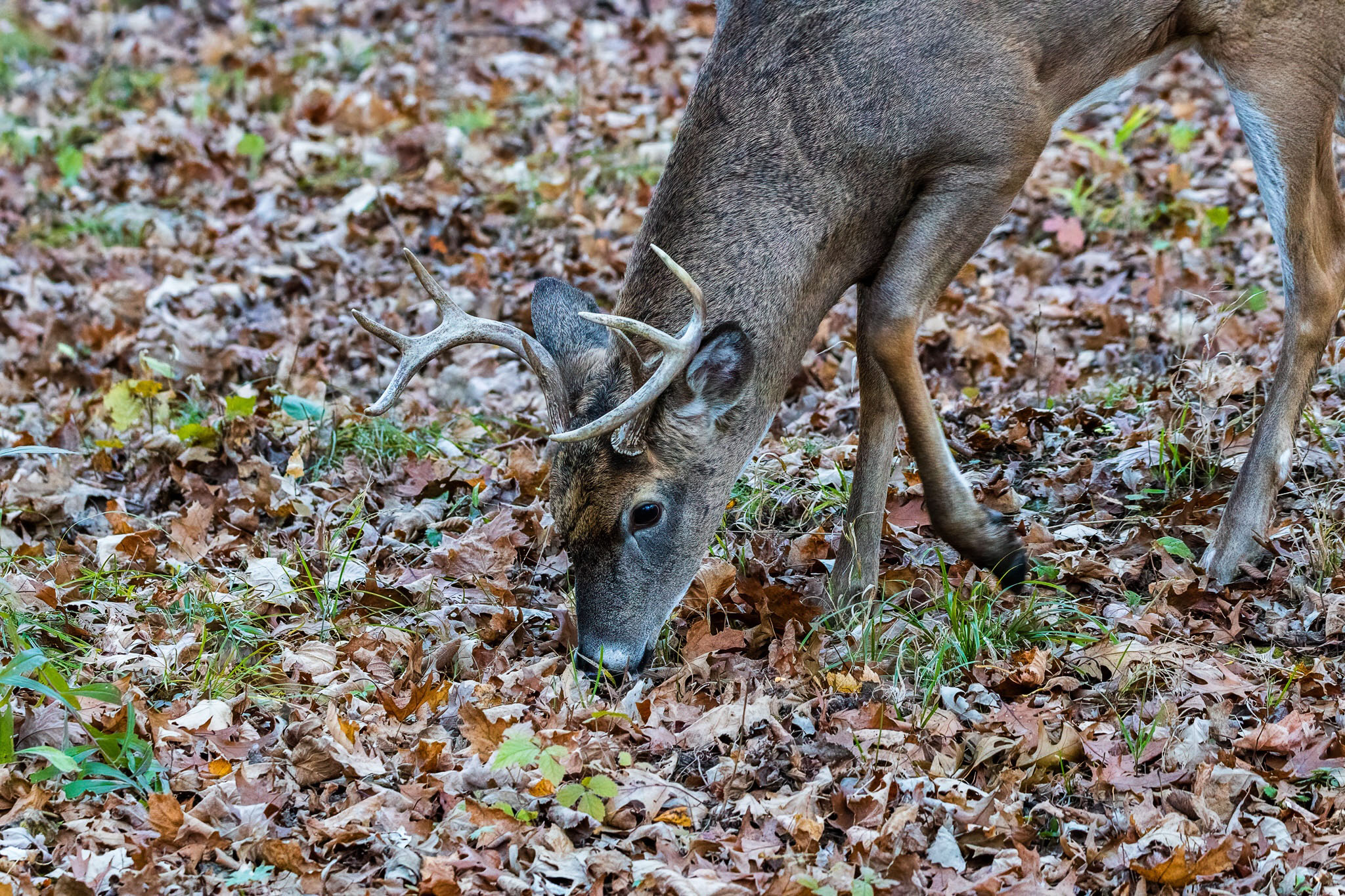 Red Oak vs White Oak Trees