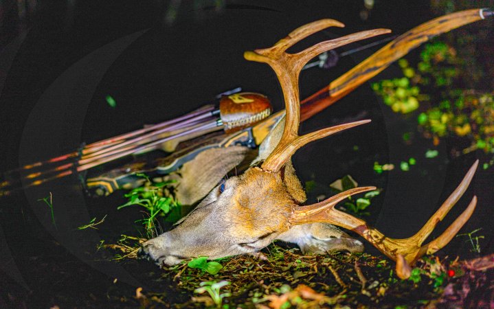 A whitetail deer and a bow